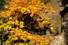 Tree Maple Golden Fall #2703