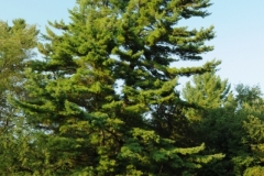Tree White Pine (v) #1945