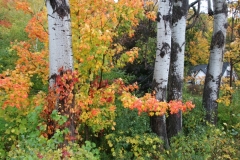 Trees Birch Colourful Fall #3432