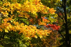 Trees Black River Fall Leaves #2775