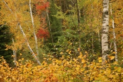 Trees Fall Colours #1205