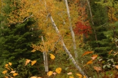 Trees Fall Colours (v) #1206