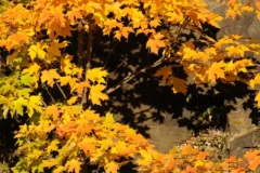 Trees Maple Golden Fall (v) #2709