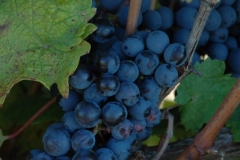 Grapes Blue (v) #1875