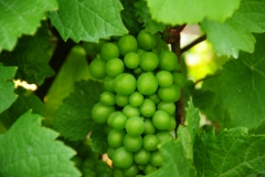 Grapes Green Hillier#2547