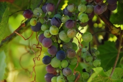 Grapes Waupoos #2448