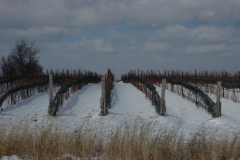 Vineyard Winter #1106