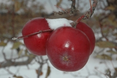 Apple Snow Winter #971
