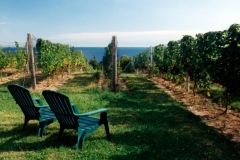 Vineyard Chairs #328