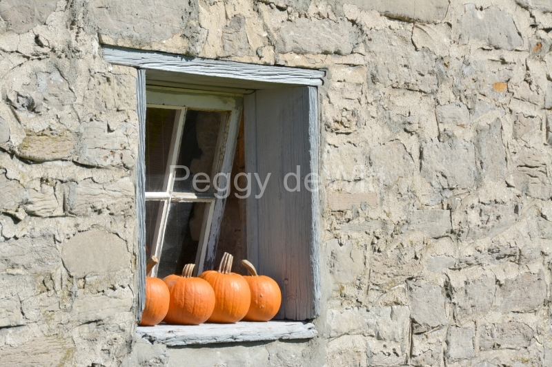 Pumpkins Window Cider Co #3324