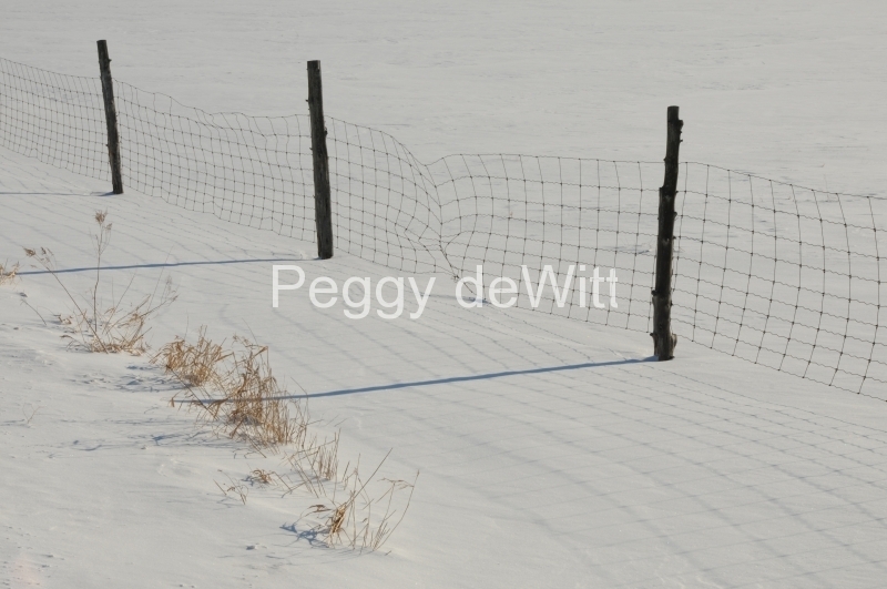 Fence Wire Winter #2377