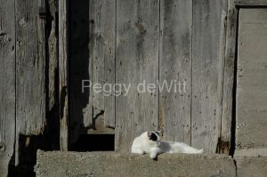 Cat-Barn-Door-680.JPG