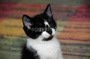 Cat-Kitten-Black-White-2480.JPG