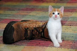 Cat Kitten Boot #2481