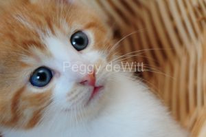Cat Kitten Closeup #2483