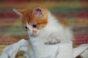 Cat Kitten Toilet Paper #2486