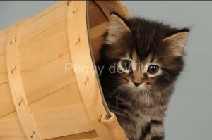 Cat-Kitten-in-Basket-2135.jpg
