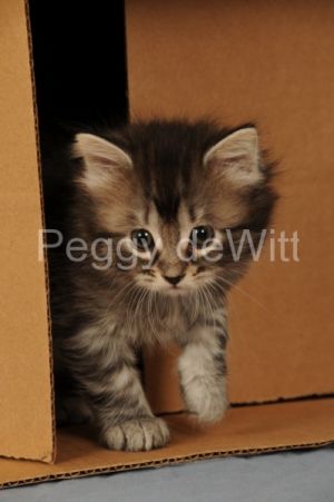 Cat-Kitten-in-Box-v-2136.JPG