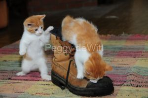 Cat-Kittens-Boot-2487.JPG