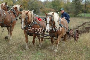 Horse-Ploughing-Heritage-Day-2009.jpg