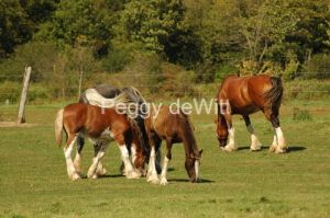 Horses Brown #3266