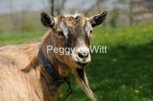 Goat-Derrick-Closeup-2389.jpg