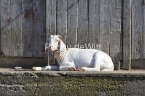 Goat-White-3732