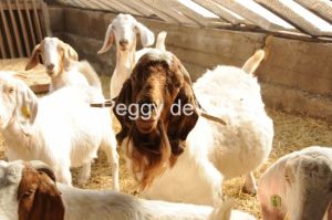 Goats-Herd-2168.JPG