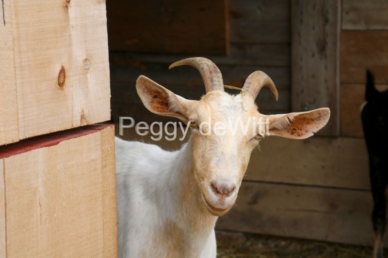 Goats-Looking-3574.JPG