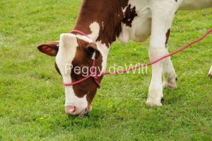 Cow-Red-Holstein-2004.JPG