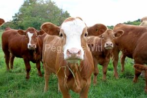 Cows-Beef-Chewing-3549.jpg
