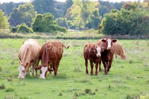 Cows-Cattle-Beef-3550.jpg