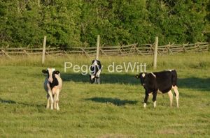 Cows-Holstein-Calves-2955.JPG