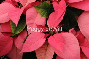 Flowers Poinsettia Pink #2258