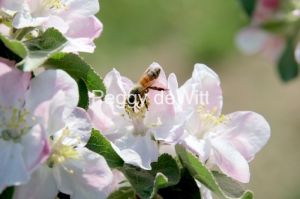 Apple Blossom Bee #3526