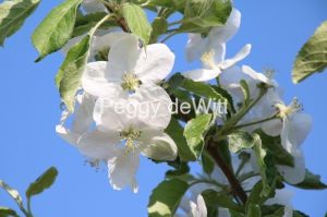 Apple Blossom Blue Sky #3119