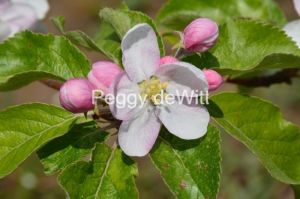 Apple-Blossom-Pink-3121.jpg