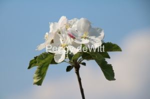 Apple-Blossom-Sky-3122.jpg