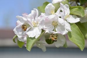 Apple-Blossoms-Bees-3642.JPG