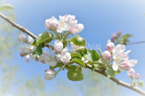 Apple-Blossoms-Vingette-3643.jpg