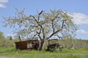 Apple-Tree-Spring-3644