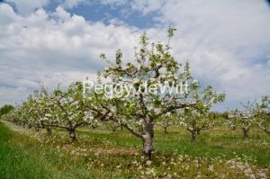 Apple-Tree-Spring-Blossoms-3123.jpg