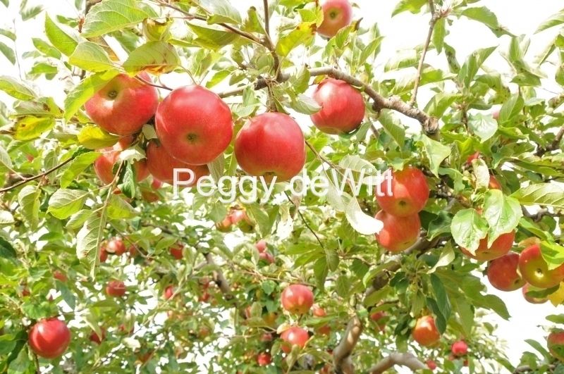 Apples-on-Tree-2452-2.JPG