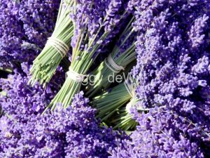 Field-Lavender-Bunches-3687.JPG