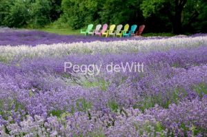 Field-Lavender-Chairs-Eight-3688