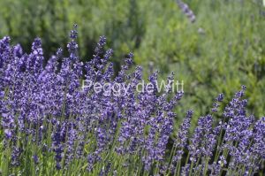 Field-Lavender-Closeup-3691.JPG