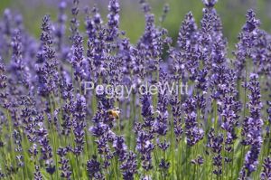 Field-Lavender-Closeup-Bee-3690