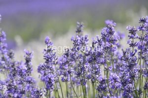 Field-Lavender-Closeup-Plant-3689