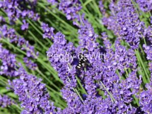 Field-Lavender-Moth-3695.JPG
