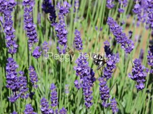 Field-Lavender-Moth-Bee-3694.JPG